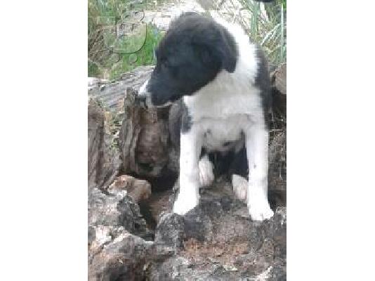 PoulaTo: bordie collie